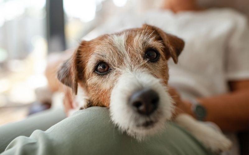 Prendersi cura del proprio cane anziano: come vivere gli anni d'oro